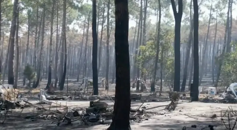 Forêt de pins brûlée après un incendie